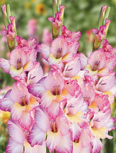 Gladiolus grandiflorum & quot; Присцилла & quot; (Отправлено) 3 шт в упаковке11