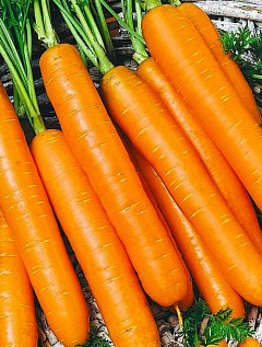 Морковь "Самсон" 0,5г ТМ Гавриш4