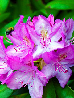 Рододендрон азалия пурпурная "Гейша Перпл" (Geisha Purple) (контейнер p9)18