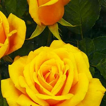 Роза чайно-гибридная золотистая "Папилон" (саженец класса АА+) высший сорт   - фото 3