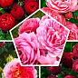Шраб роза, микс из 5-ти сортов "Рубин" (Ruby) 5шт в комплекте