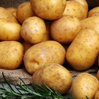 Семенной картофель "Гала" 1кг - фото 2