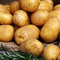 Семенной картофель "Гала" 1кг