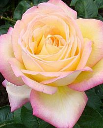 Роза чайно-гибридная Глория Деи золотисто-желтые с красным краем (саженец класса АА+) высший сорт