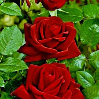 Роза чайно-гибридная бархатно-красная "Леди Мария" (Lady Mariya) (неоднократно цветущий сорт) - фото 3