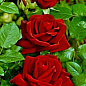 Роза чайно-гибридная бархатно-красная "Леди Мария" (Lady Mariya) (неоднократно цветущий сорт)