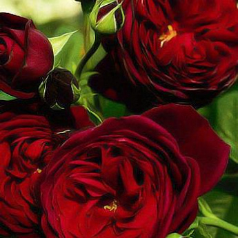 Роза парковая красная "Гранд хотел" (саженец класса АА+) высший сорт - фото 2
