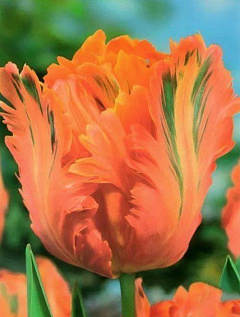Тюльпан "Orange Favorit"13