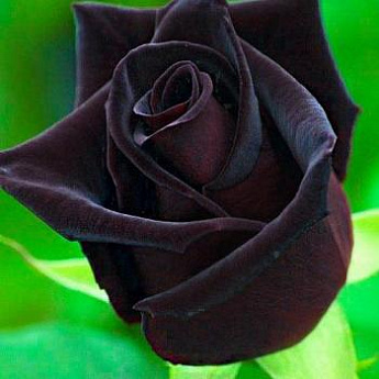 Роза чайно-гибридная черно-красная "Блек меджик" (саженец класса АА+) высший сорт - фото 2