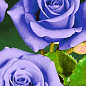 Роза чайно-гибридная пурпурно-голубая "Голубой нил" (саженец класса АА+) высший сорт 