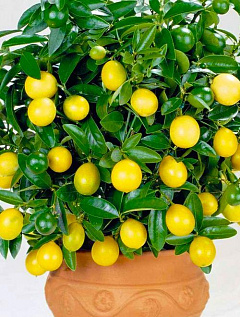 Эксклюзив! Лимон светло-желтый "Любимчик" (Pet) (премиальный сорт, очень высокоурожайный)9