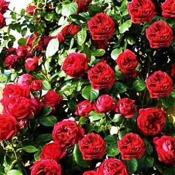 Роза английская красная "Эрик Таберли" (саженец класса АА+) высший сорт - фото 2