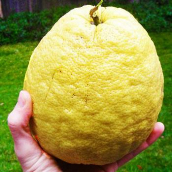 Лимон "Пандероза" (гибрид цитрона, грейпфрута и лимона) - фото 2