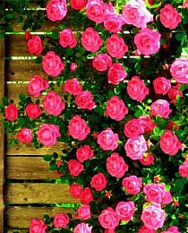 Роза плетистая Маэстро (Maestro) нежно розовая с малиново-сиреневым оттенком (самый обильно цветущий сорт)