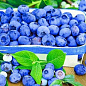 Голубика фиолетово-синяя (садовая черника) "Аврора" (очень поздний срок созревания)