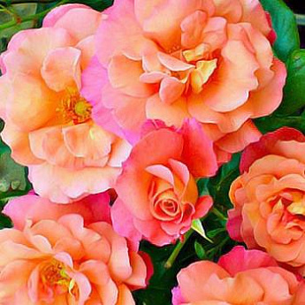 Роза плетистая жёлто-розовая "Вестерленд" (саженец класса АА+) высший сорт - фото 2