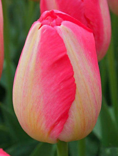 Тюльпан "Judith Leyster"10