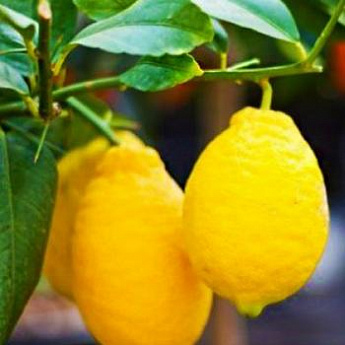 Лимон "Новогрузинский" (ремонтантный сорт, плодоносит 2-3 раза в год) - фото 2