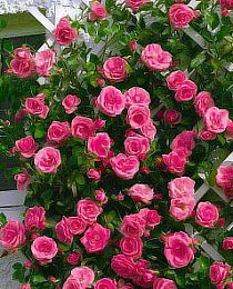 Роза плетистая Розариум Ютерсен розовая (саженец класса АА+) высший сорт
