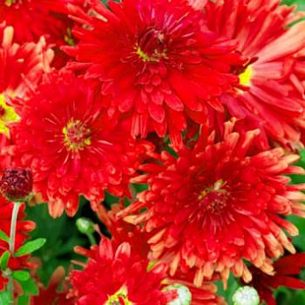 Хризантема садовая красная "Ред Вельвет" (Red velvet) - фото 2