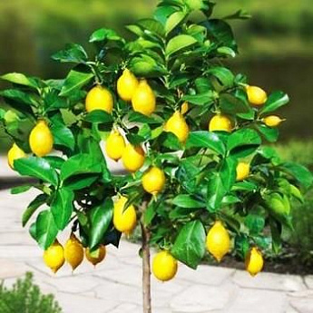 Лимон "Мейера" (ремонтантный сорт, плодоносит 2-3 раза в год) - фото 2