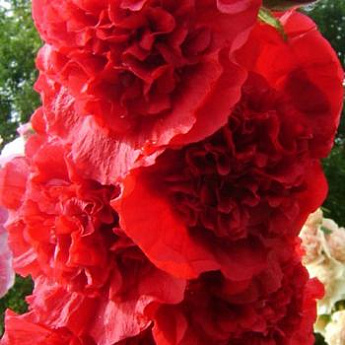 Шток-роза "Любава" 0,2г ТМ Аэлита - фото 2
