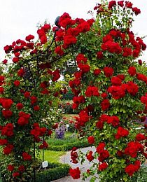 Роза плетистая Ван Лав (One Love)ярко-красная (саженец класса АА+, премиальный сорт, подходит для живой изгороди)