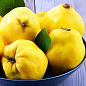 Айва яблоковидная лимонно-жёлтая "Медаль"(поздний срок созревания)