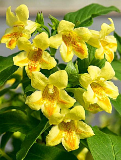 Вейгела цветущая ярко-желтая "Миддендорфа" (Middendorffiana) (контейнер p9)2