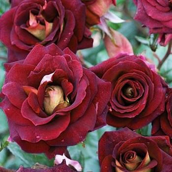 Роза флорибунда  темно-красная "Эдди Мидчелл" (саженец класса АА+) высший сорт - фото 3