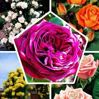 Роза, микс из 5-ти сортов "Багряный сад" (Crimson Garden) 5шт в комплекте - фото 2