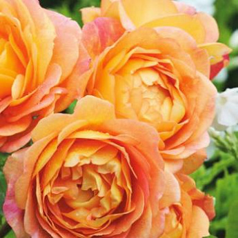 Роза английская нежно-абрикосовая "Пегас" (саженец класса АА+) высший сорт - фото 3