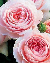 Роза английская Виктория светло-розовая (саженец класса АА+) высший сорт