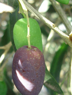 Оливковое дерево "Каламата" (Kalamata)2