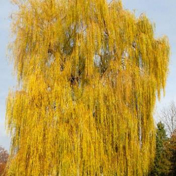 Ива желтокорая 3-х летняя (Yellow willow) высота саженца 80-120 см - фото 3