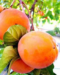 Хурма Тамопан большой оранжевая (средний срок созревания, на морозостойком подвое)