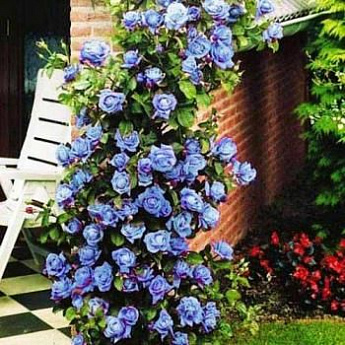 Роза плетистая голубая "Блю мун" (саженец класса АА+) высший сорт - фото 2