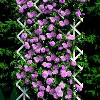 Роза плетистая насыщенно фиолетовая "Нарядная принцесса" (Smart Princess) (крупноцветковый сорт) - фото 2