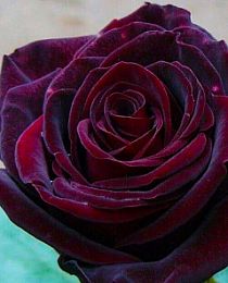 Роза чайно-гибридная Чёрная Магия темно-бордовая (саженец класса АА+) высший сорт