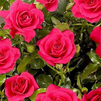 Роза спрей малиново-розовая "Мирабель" (саженец класса АА+) высший сорт - фото 2
