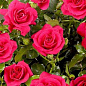 Роза спрей малиново-розовая "Мирабель" (саженец класса АА+) высший сорт