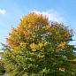 Дуб "Болотный" (Quercus palustris) (контейнер p9)  