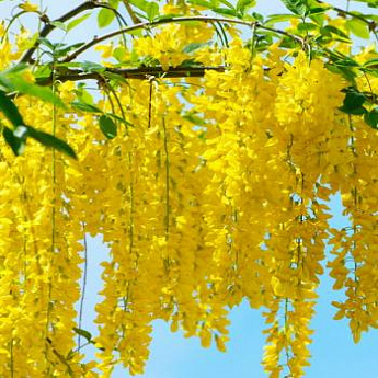 Акация желтая 3-х летняя (Yellow acacia) высота саженца 40-50 см - фото 4