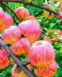 Яблоня желто-розовая "Мельба" (ранний срок созревания)