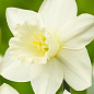 Нарцисс ботанический "Триандус Талия" (Triandus Thalia) 2шт в упаковке (размер 10\12)