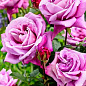 Роза чайно-гибридная лилово-сиреневая "Си-си" (саженец класса АА+) высший сорт