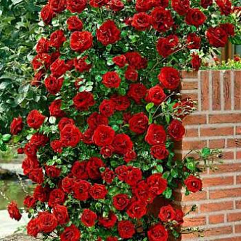 Роза плетистая красная "Дон Жуан" (саженец класса АА+) высший сорт - фото 3