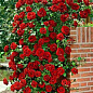 Роза плетистая красная "Дон Жуан" (саженец класса АА+) высший сорт