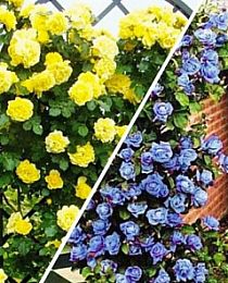 Роза плетистая Голубая лагуна (Blue Lagoon) комплект из 2-х сортов 2 шт саженцев