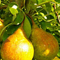Груша оранжево-желтая с малиновым румянцем "Белорусская поздняя" (зимний сорт)